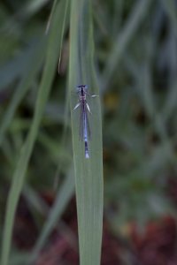 Damselfly, Insect, Dragonfly, Dragonflies And Damseflies photo