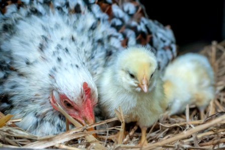 Chicken, Bird, Galliformes, Beak