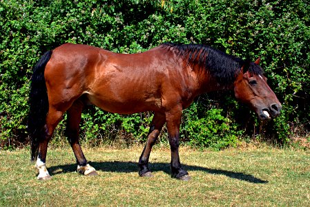 Horse, Mare, Mane, Horse Like Mammal photo