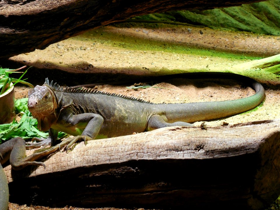 Reptile, Scaled Reptile, Iguana, Fauna