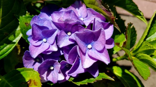 Flower, Plant, Purple, Flora