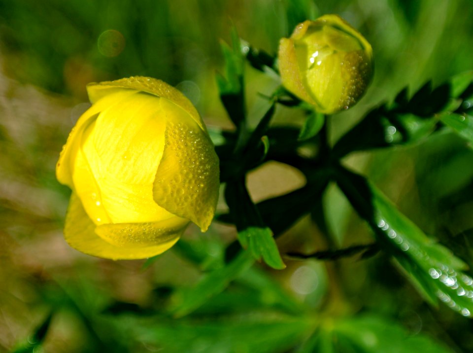 Yellow, Flower, Flora, Plant