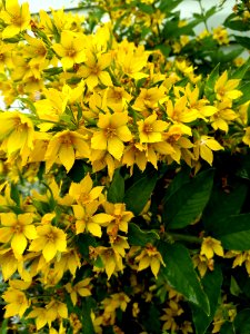 Plant, Yellow, Flower, Hypericum photo
