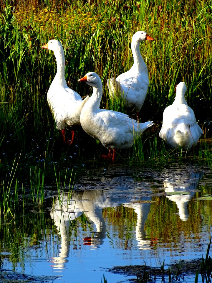 Bird, Reflection, Water, Water Bird