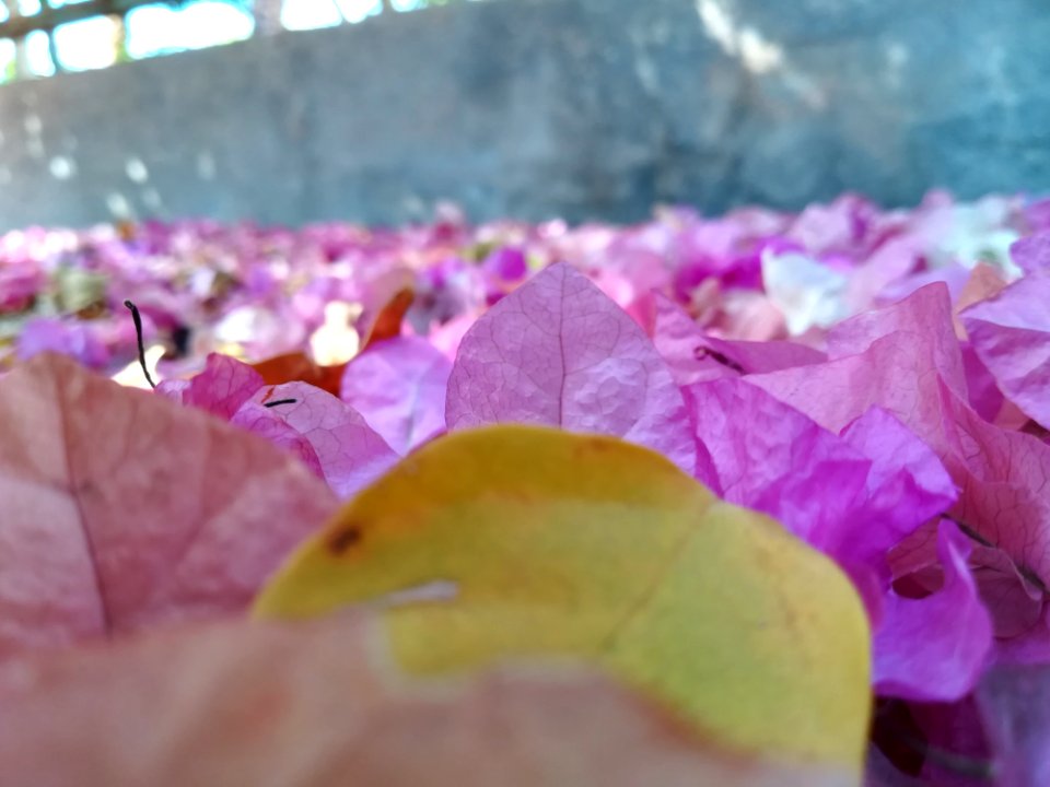Pink, Leaf, Flora, Flower