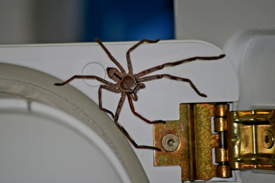 Invertebrate, Arthropod, Arachnid, Spider