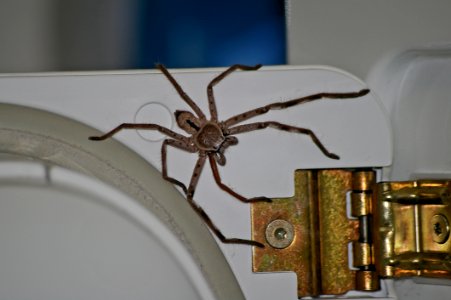 Invertebrate, Arthropod, Arachnid, Spider