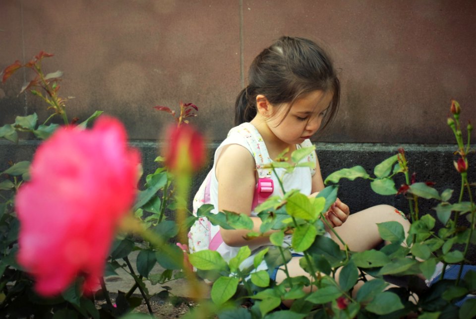 Flower, Plant, Green, Pink