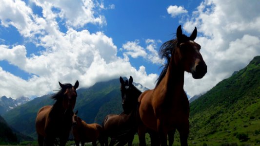 Horse, Ecosystem, Horse Like Mammal, Sky photo