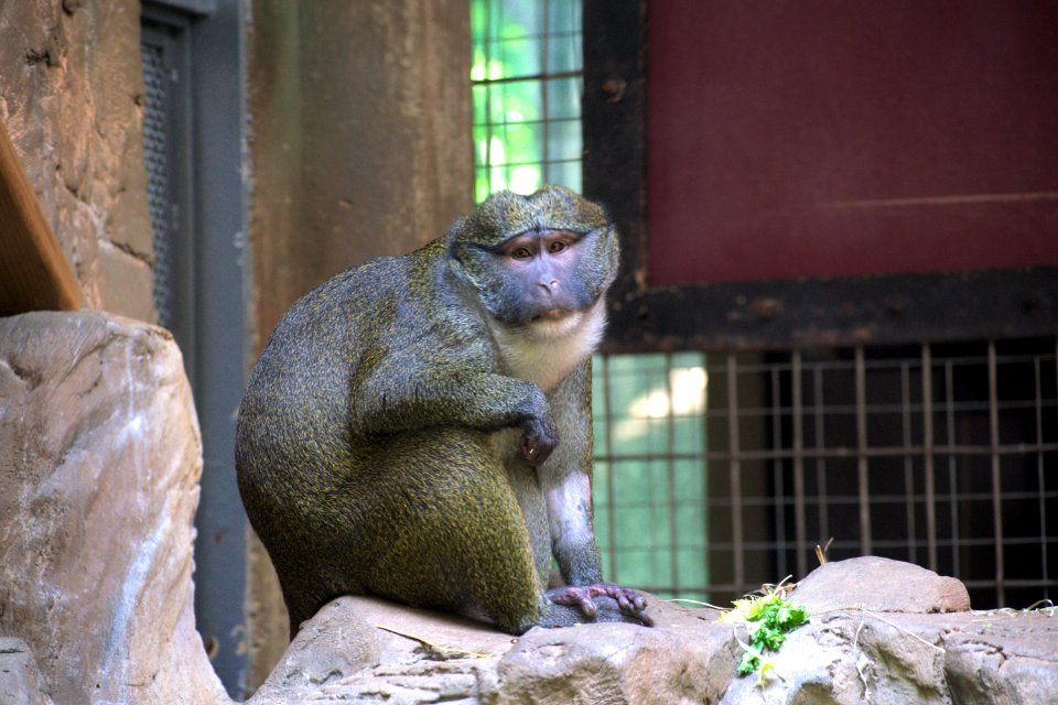 Fauna, Zoo, Temple, Organism