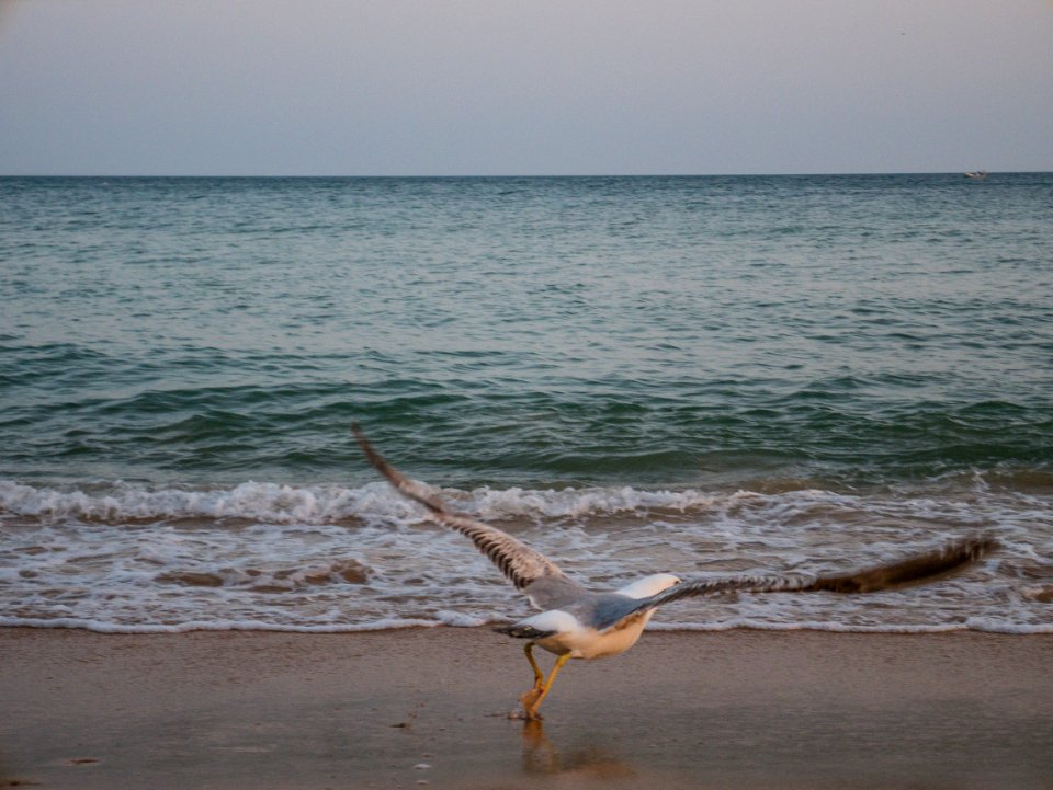 Sea, Body Of Water, Shore, Beach