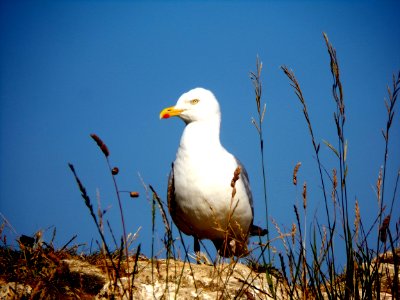 Bird, Seabird, Beak, Gull photo