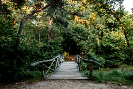Nature, Nature Reserve, Path, Vegetation