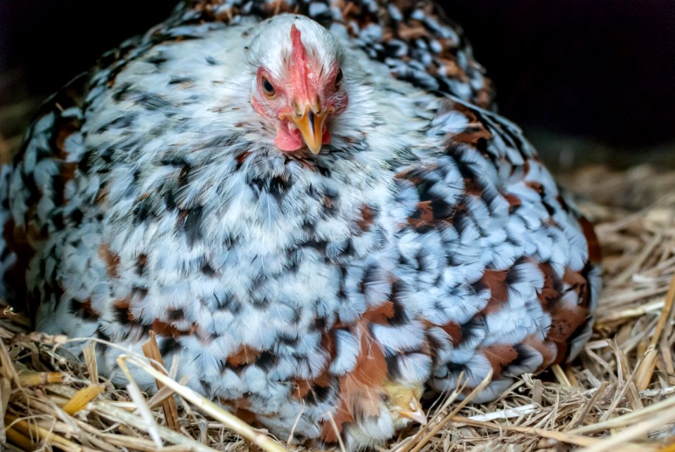 Chicken, Galliformes, Beak, Fauna