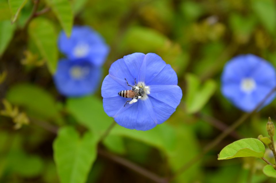 Blue, Flower, Flora, Wildflower