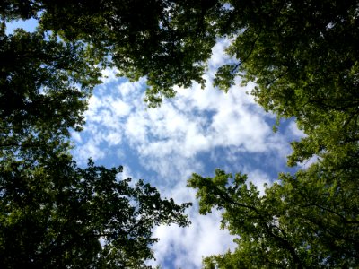 Sky, Cloud, Tree, Nature