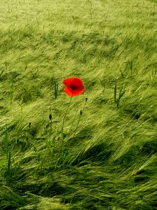 Field, Green, Ecosystem, Grassland