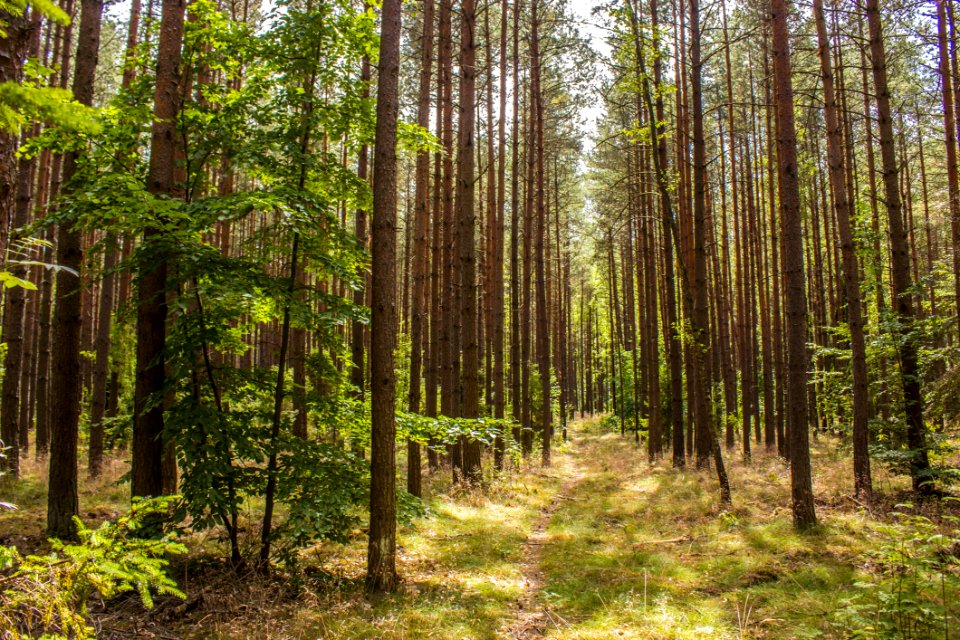 Ecosystem, Forest, Spruce Fir Forest, Woodland