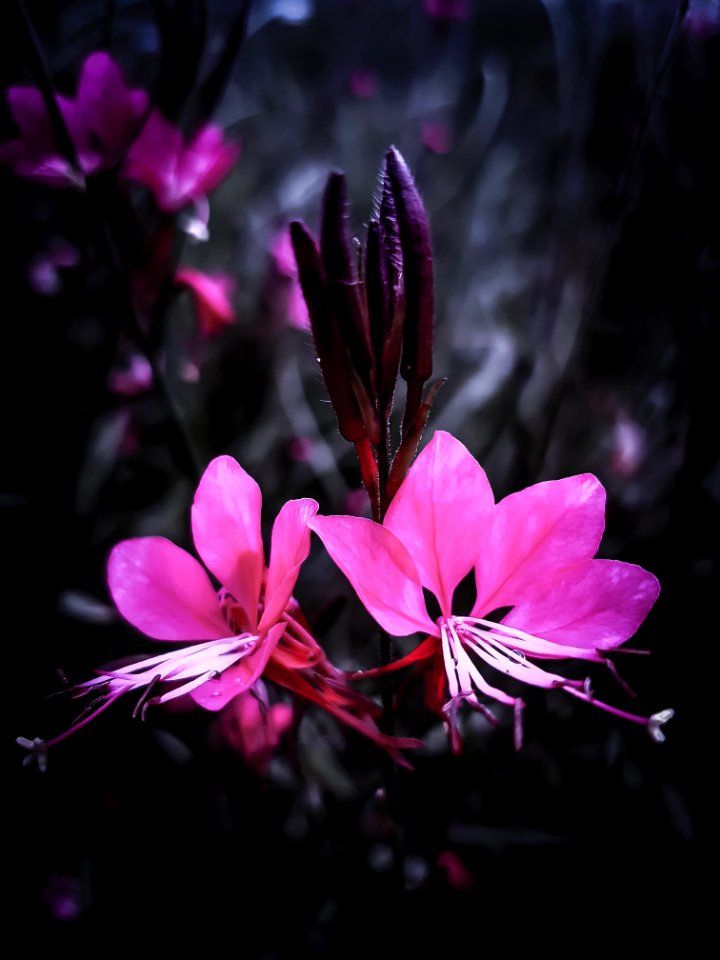 Flower, Plant, Pink, Flora