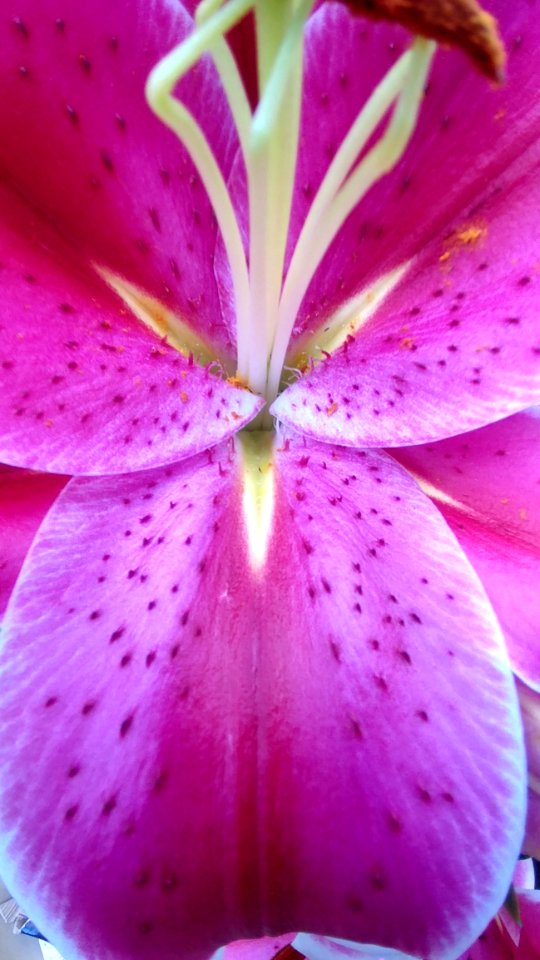 Flower, Pink, Lily, Flora photo
