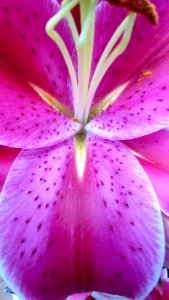 Flower, Pink, Lily, Flora