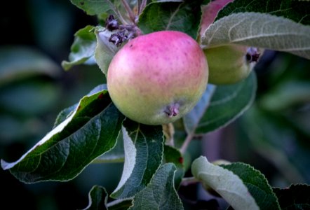 Fruit Tree, Fruit, Apple, Plant