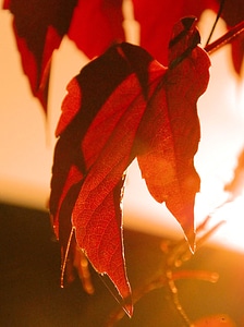 Leaves backlighting color photo