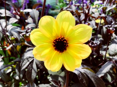 Flower, Plant, Yellow, Flowering Plant