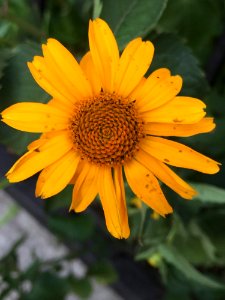 Flower, Yellow, Flora, Daisy Family
