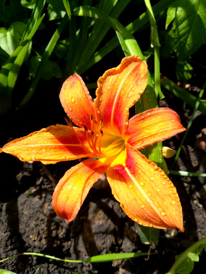 Flora, Flower, Lily, Daylily