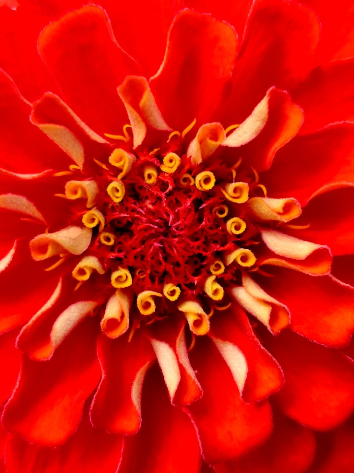 Flower, Orange, Petal, Close Up