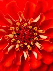 Flower, Orange, Petal, Close Up photo