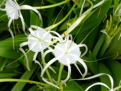 Plant, Flower, Hymenocallis Littoralis, Hymenocallis photo