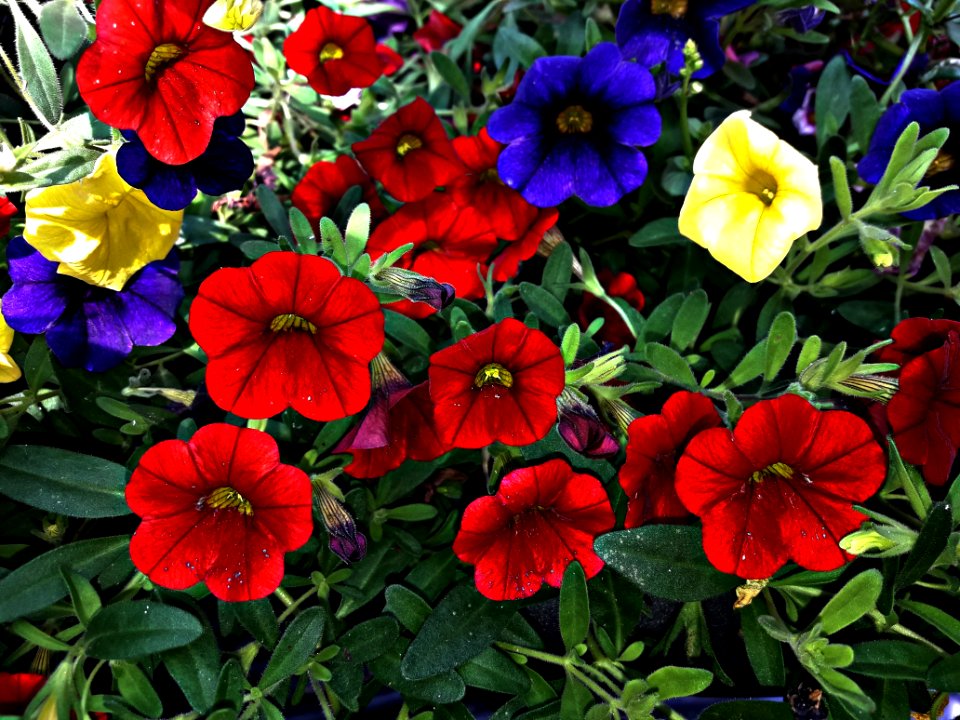 Flower, Plant, Annual Plant, Violet Family
