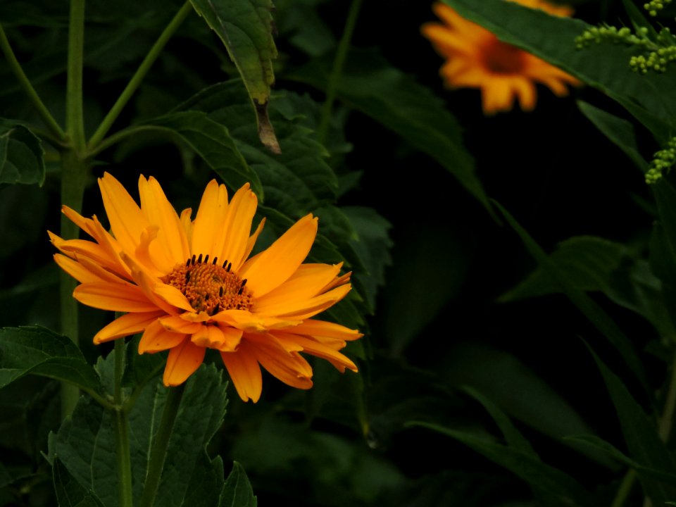 Flower, Yellow, Flora, Plant