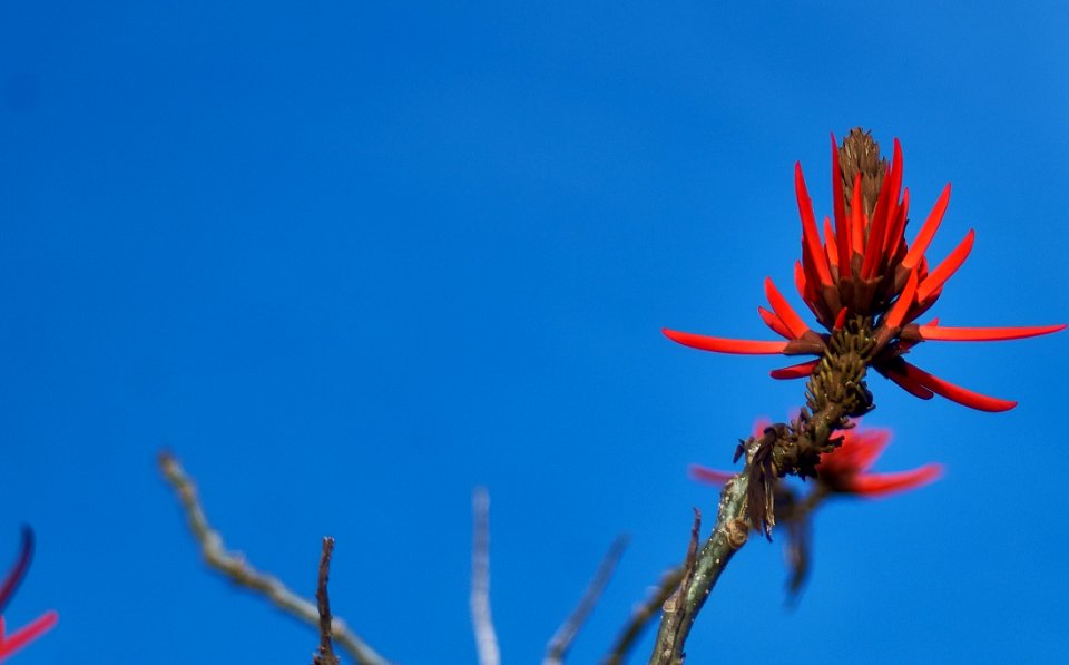 Sky, Flora, Flower, Plant