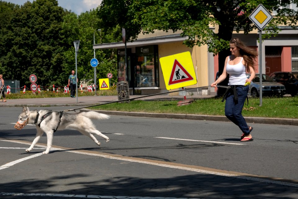 Mammal, Vertebrate, Road, Infrastructure