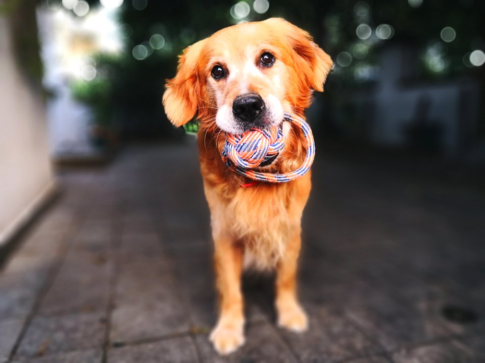 Dog, Dog Breed, Dog Like Mammal, Golden Retriever