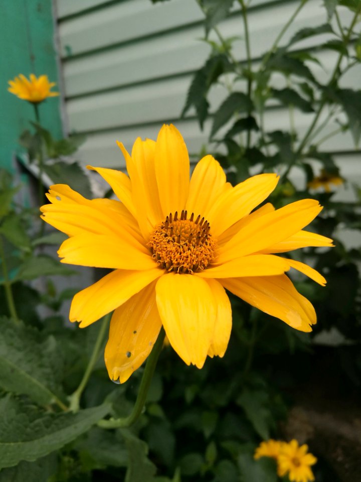 Flower, Yellow, Flora, Plant