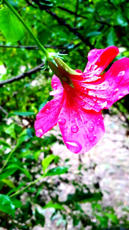 Flower, Plant, Flora, Pink