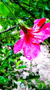 Flower, Plant, Flora, Pink