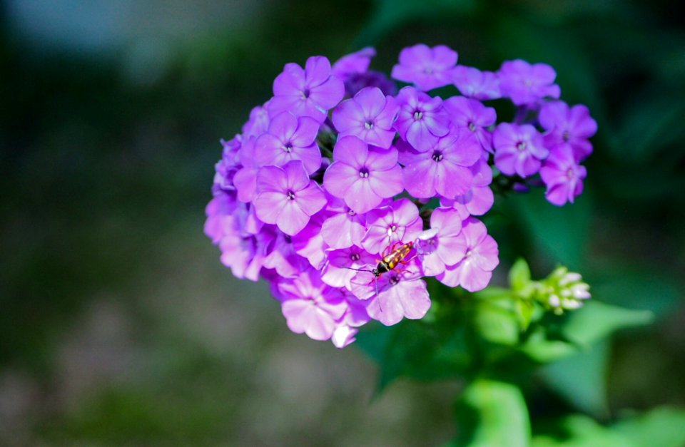 Flower, Pink, Flora, Lilac