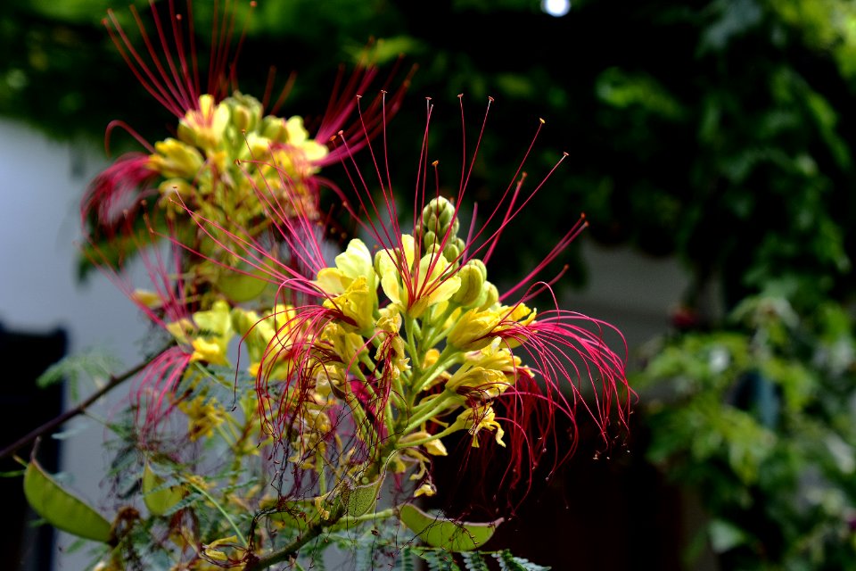 Plant, Flower, Flora, Flowering Plant