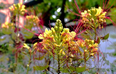 Plant, Flora, Flower, Vegetation