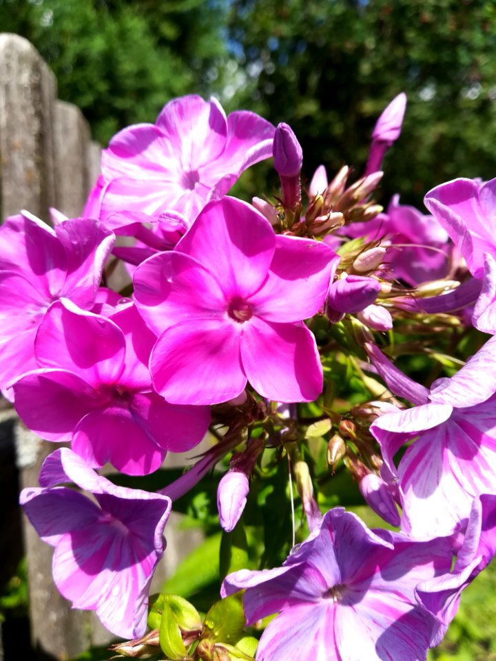 Flower, Plant, Flora, Purple