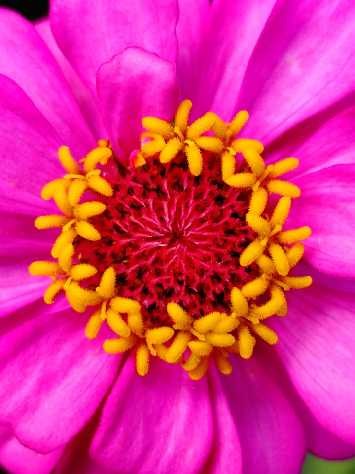 Flower, Flora, Petal, Close Up