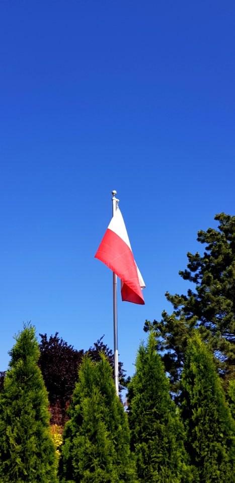Sky, Flag, Tree, Daytime