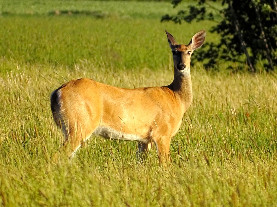 Wildlife, Grassland, Deer, Ecosystem
