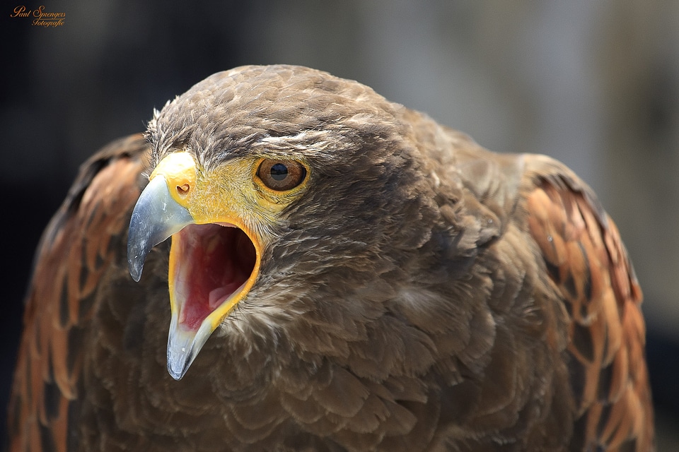 Harris ' hawk common buzzard animal photo