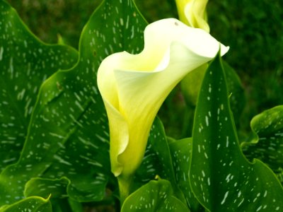 Arum, Plant, Flower, Vegetation
